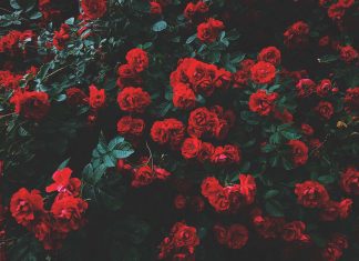 215+ Citate despre viata celebre si motivationale (+ in engleza)