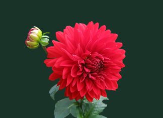 Top 300+ Statusuri de viata inspirationale si motivationale