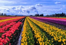 60+ citate de primavara pentru a intampina sezonul infloririi