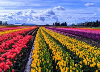 60+ citate de primavara pentru a intampina sezonul infloririi