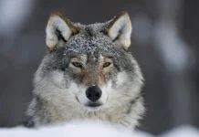 Povesti motivationale cu morala – Lupul Alb vs Lupul Negru