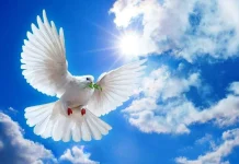 Statusuri despre pace pentru fotografiile Instagram