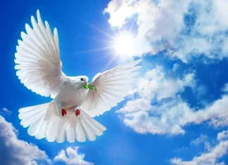 Statusuri despre pace pentru fotografiile Instagram