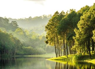 45 de citate despre natura pentru a va conecta cu Mama Natura