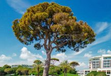Rixos Premium Belek – paradisul luxului si al aventurii din Antalya!